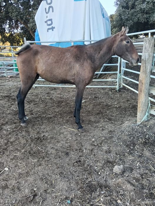 Vendo poldra lusitana