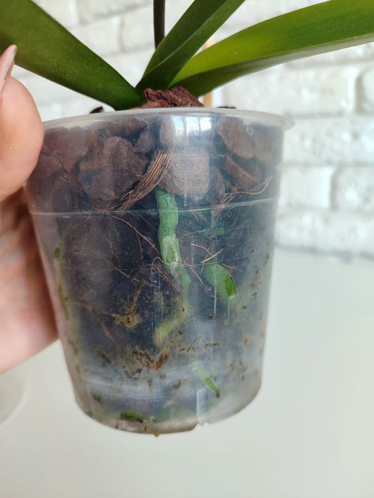 Орхідея Phal.Mountion