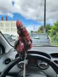 Cacatua galah fêmea ,pyrrhura e gaiola