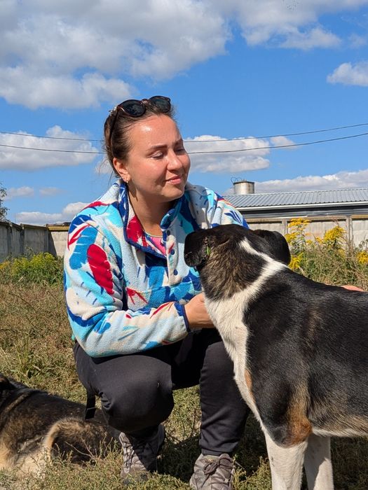Собака Лінда 30кг, стерилізована шукає родину