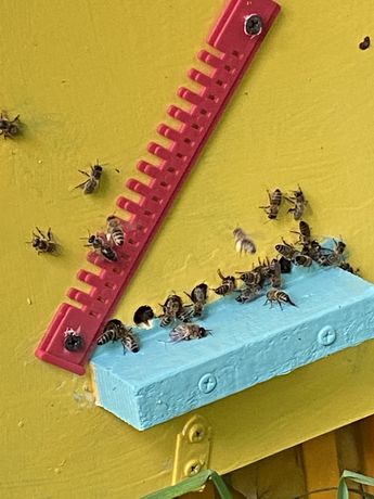 Pszczoły. ODKŁADY Pszczele