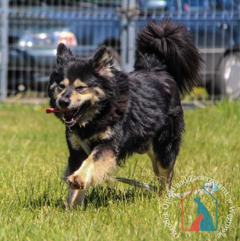 Młody psiak Barney szuka domu!