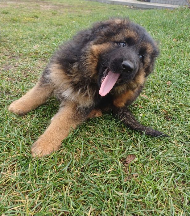 Owczarek niemiecki Pies