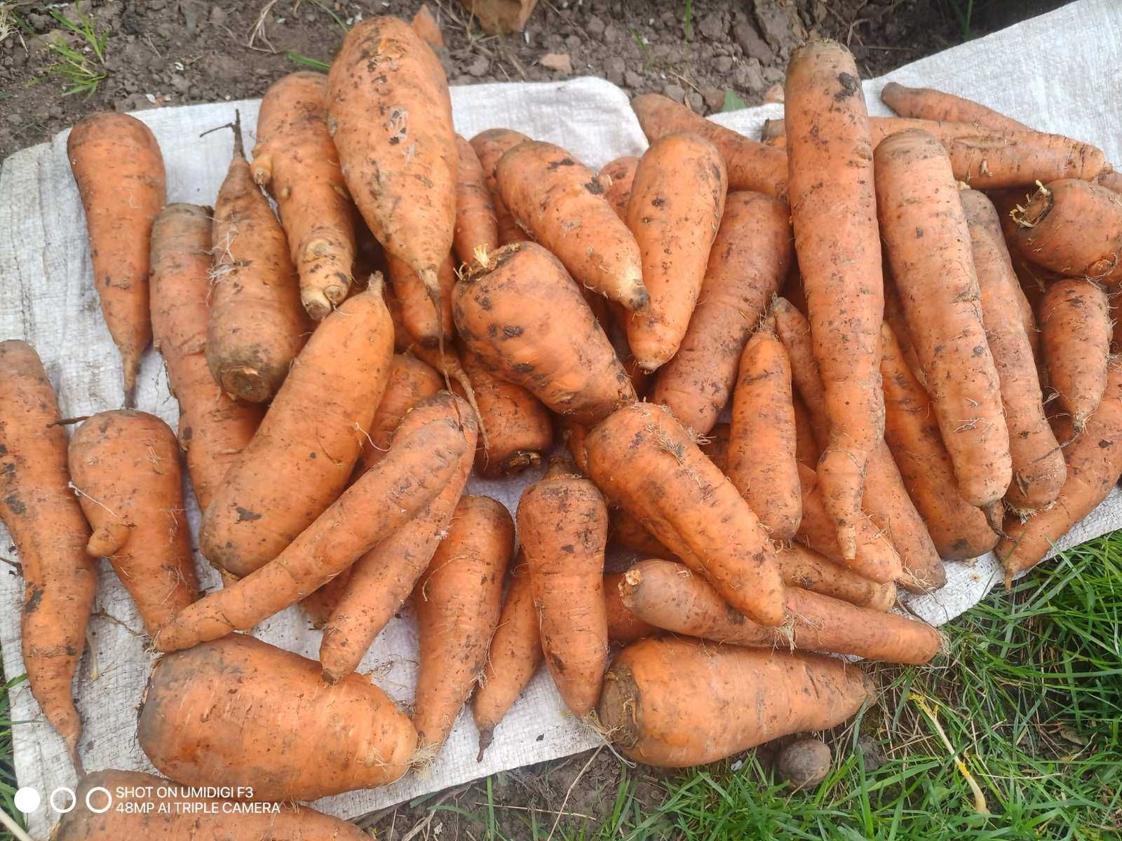 Продам картоплю, моркву, буряк. Екологічно чисті. Ціна договірна