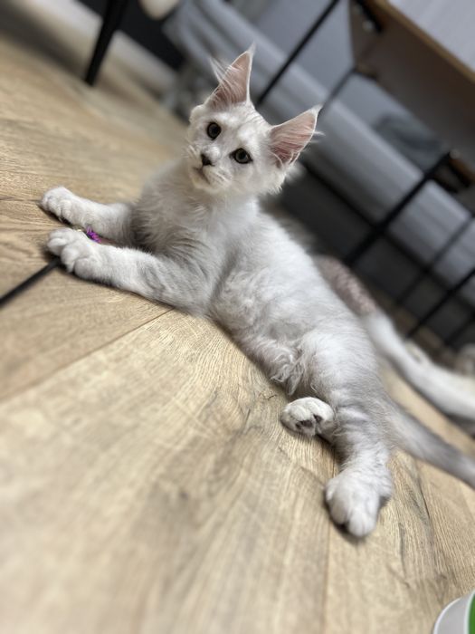 Diesel kocurek Maine Coon, rodowód FPL - rezerwacja