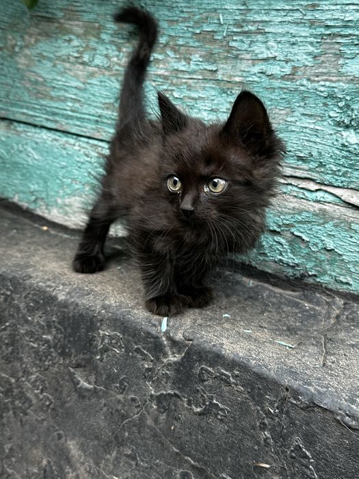 Кошенята в добрі руки!