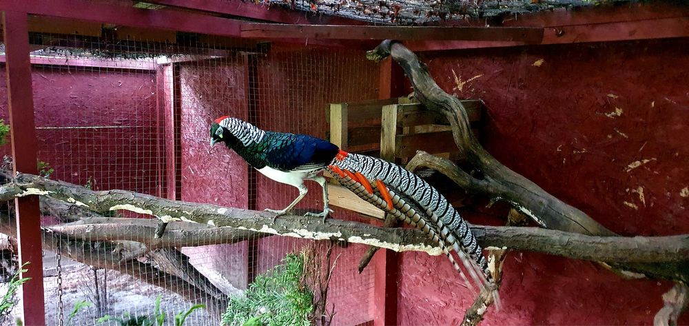 Bażant/ Bażanty/ Sprzedam