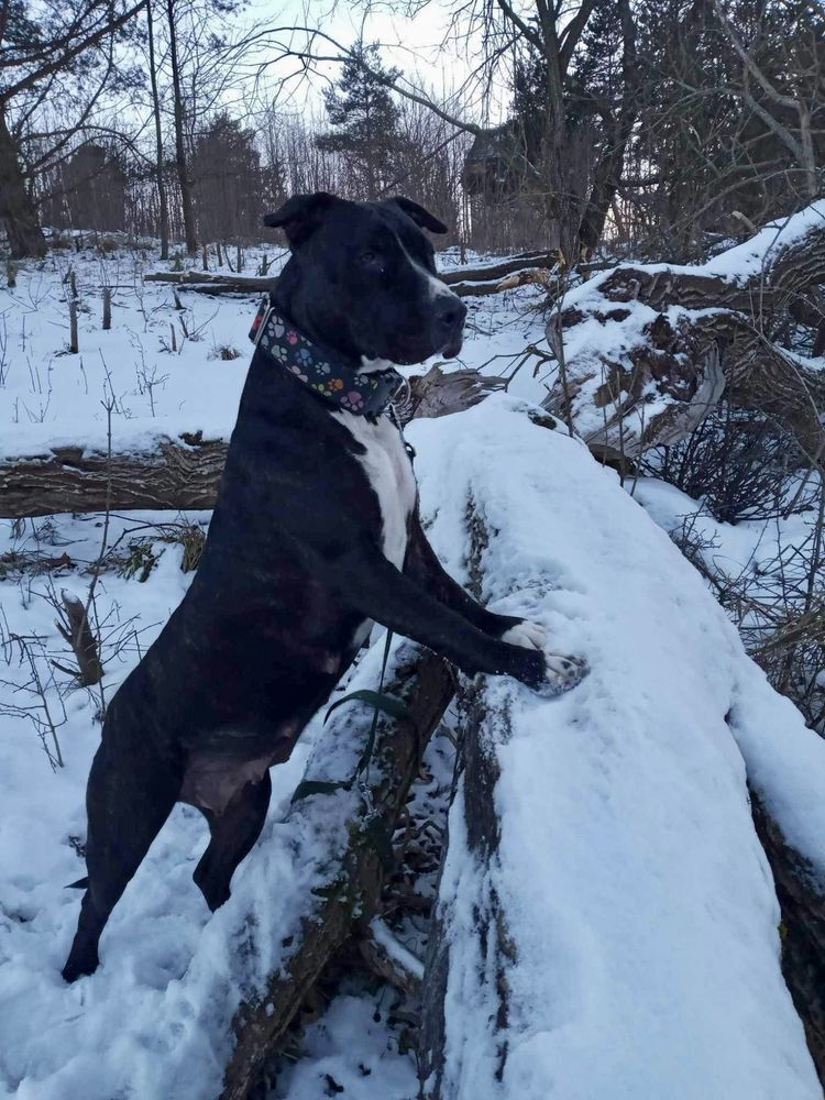 Łagodna sunia Gaga rasy amstaff szuka domku