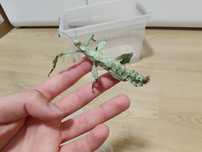 Straszyki australijskie