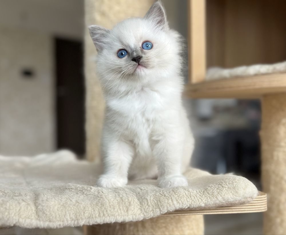 Piękna kotka ragdoll rodowód FPL
