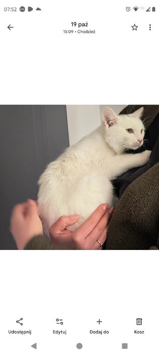 Oddam białego korcurka