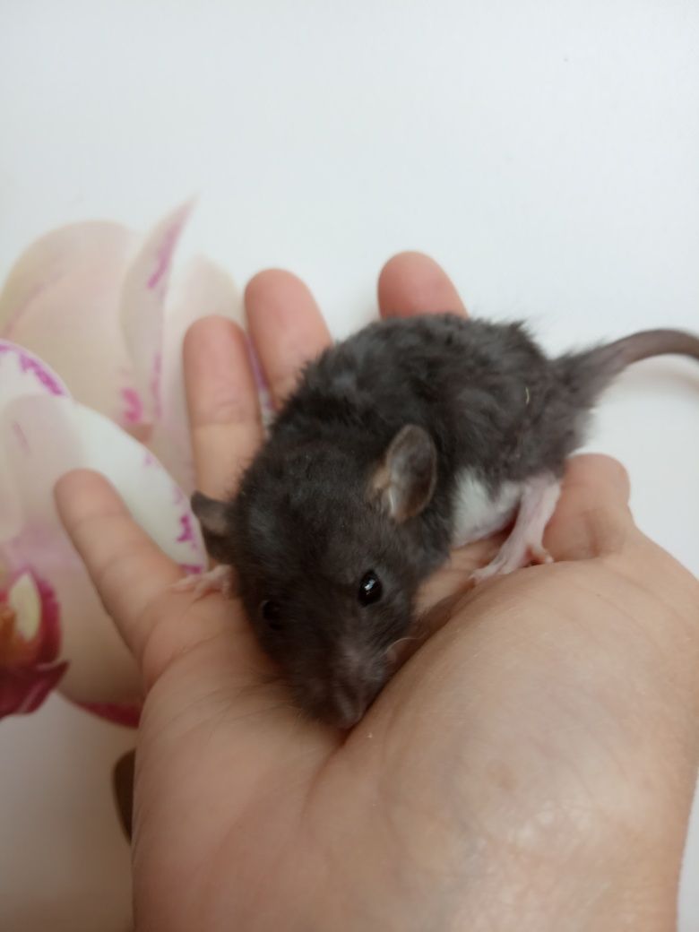 Дамбо Рекс крыска доставка крысят клетка шурики пацючок