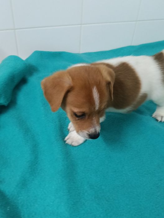 Jack russell terrier