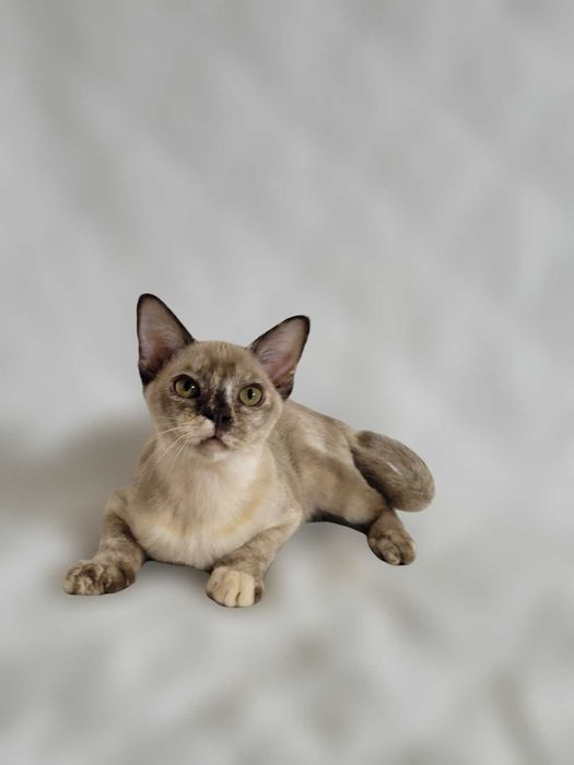 Девочка бурмы, бурманская кошка