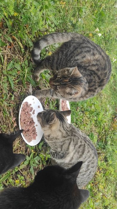 Kotki szukają domu, zdrowe i łakome!