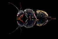 Mrówki Camponotus cinctellus