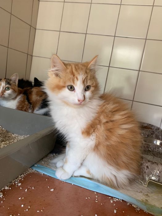 Gatinhos para adoção