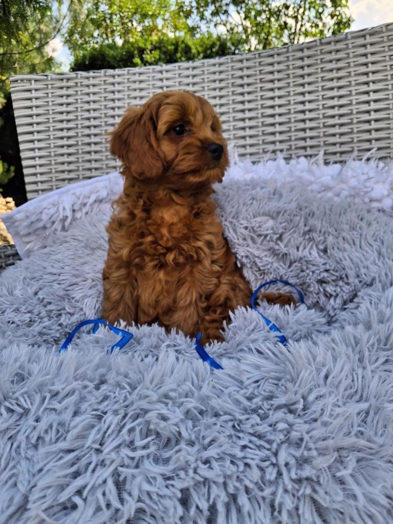 Śliczny Piesek Cavapoo