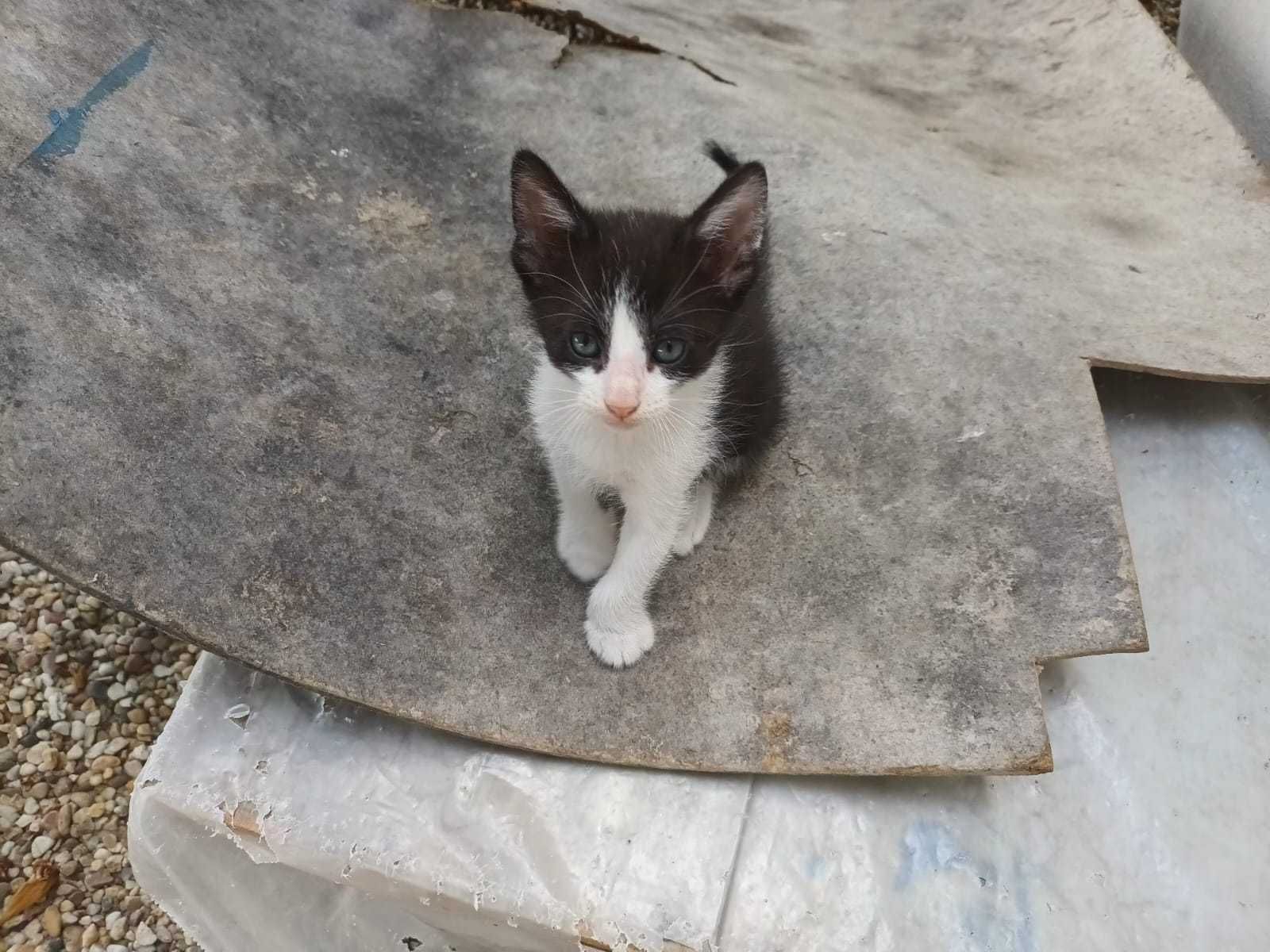 Gatinhos para adotar