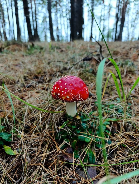Дачний будинок -затишок і спокій !