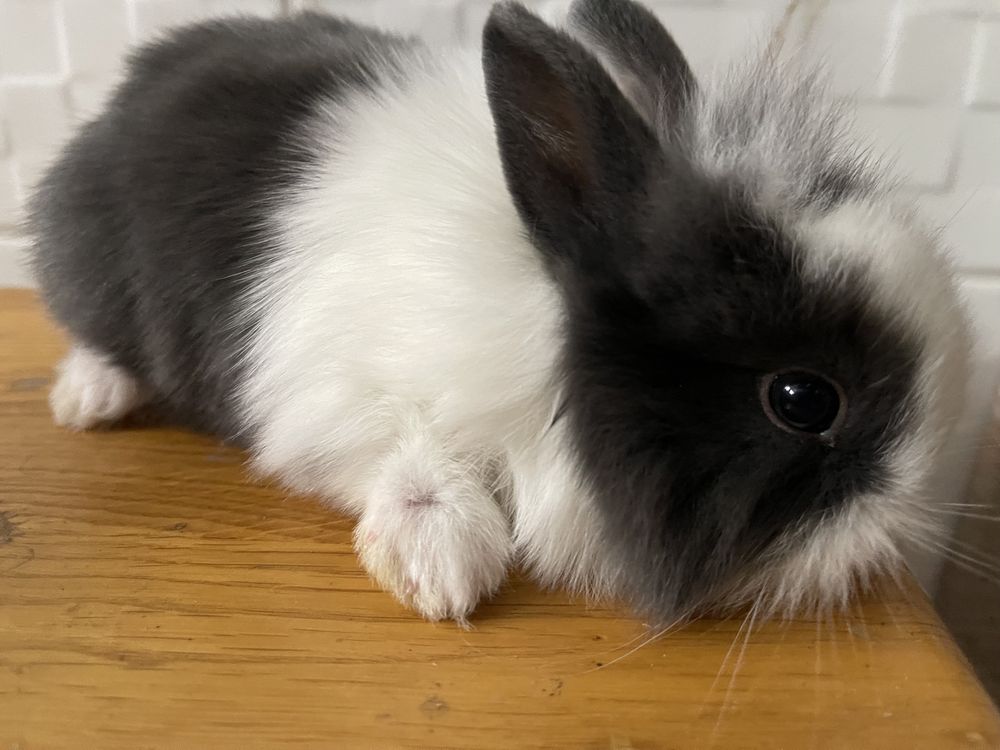 Міні кролик, кольоровий карлик