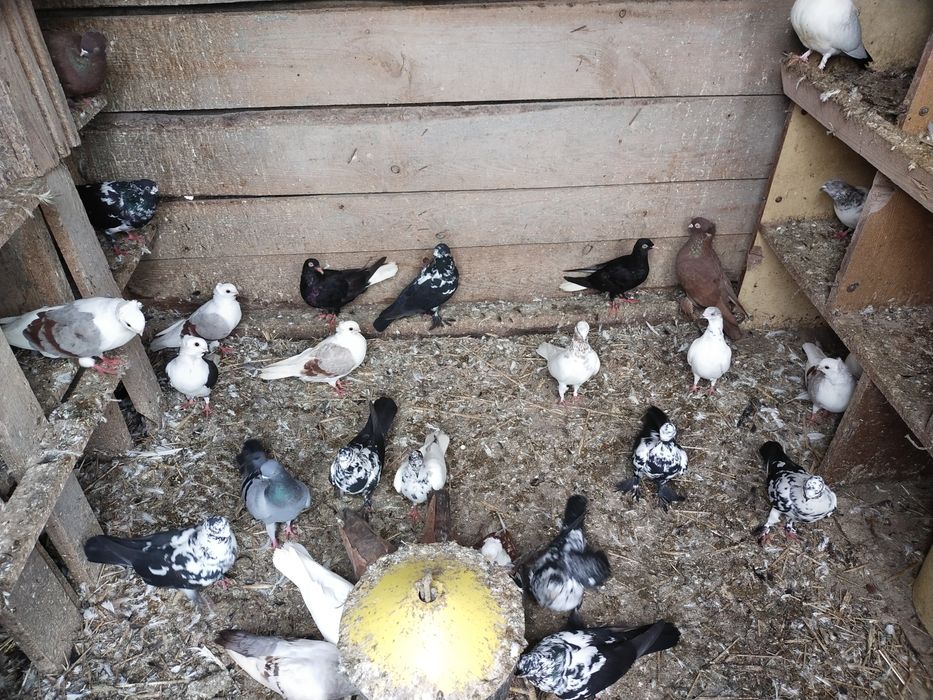 Gołębie wiedynki, budapeszty, inne