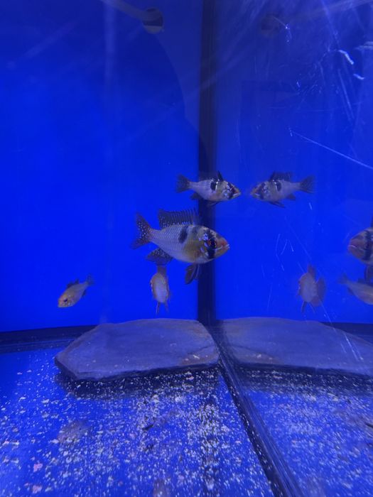 Ramirezis german e ramirezis gold