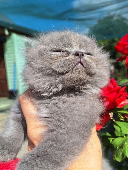 Хайленд фолд кошенята