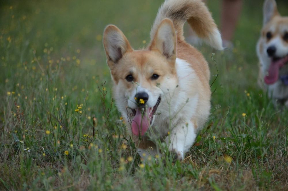 Szczenię Welsh Corgi Pembroke samiec