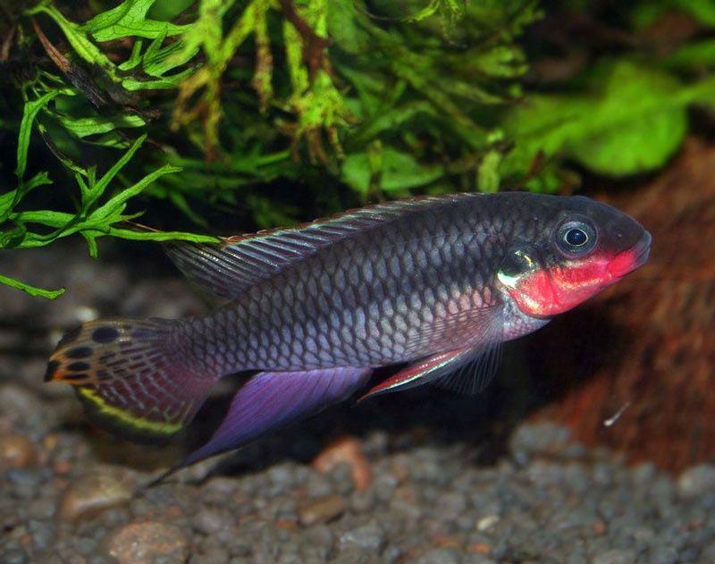 Barwniak Szmaragdowy - Sklep Zoologiczny