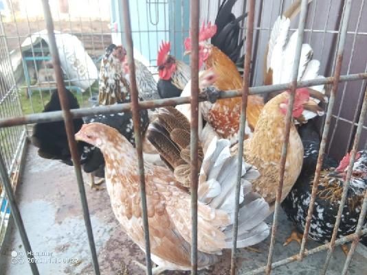 Liliputy liliputki karzełek polski kury nioski