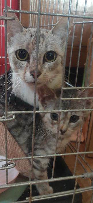 Szczerosrebrna kocia mama Tygryska szuka najlepszego domu