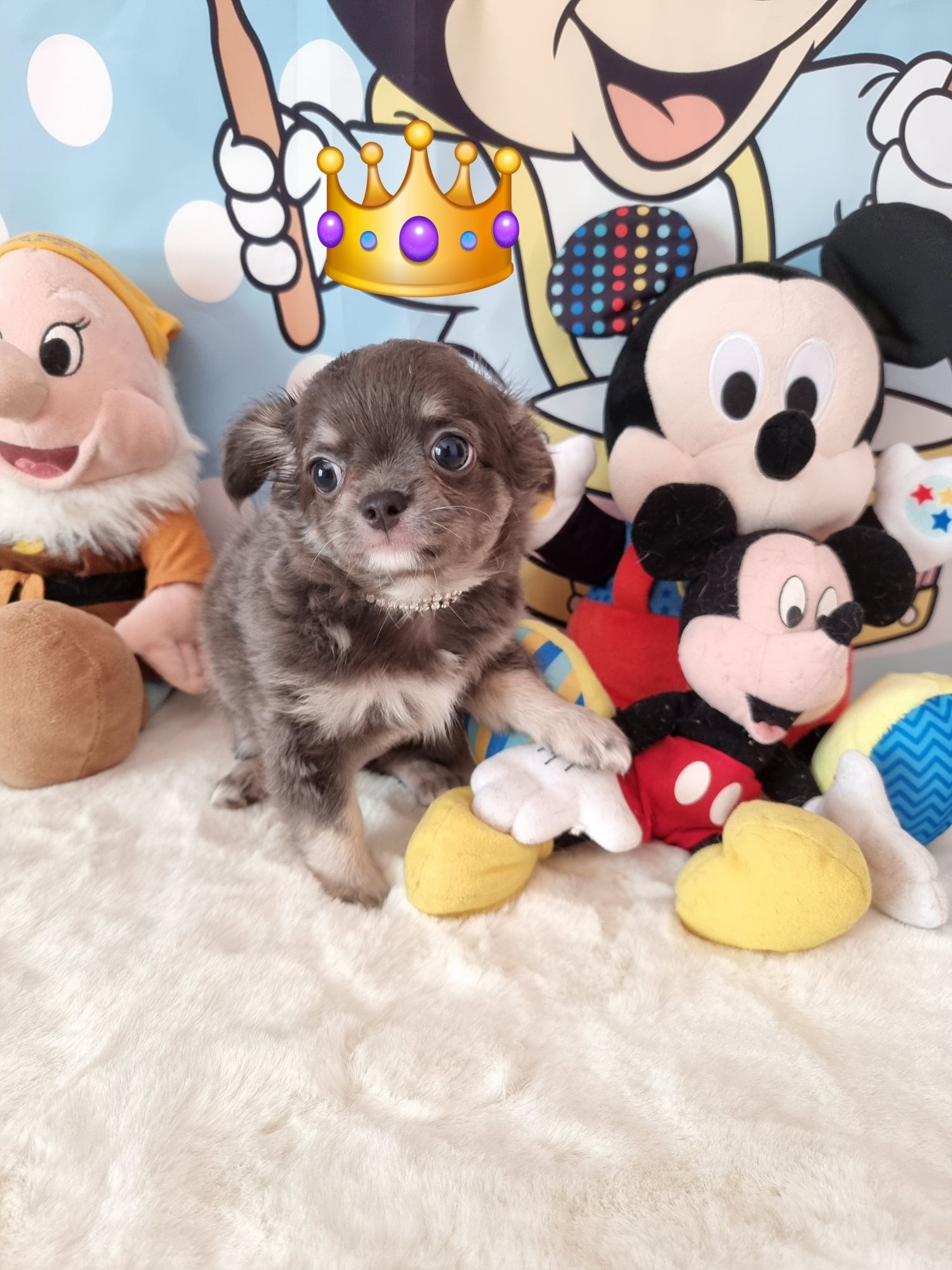 chihuahua macho cor cinza (Azul)  pêlo comprido c Pedigree
