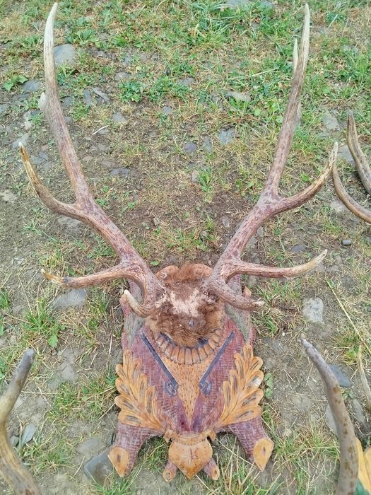 Продам рога на підставках