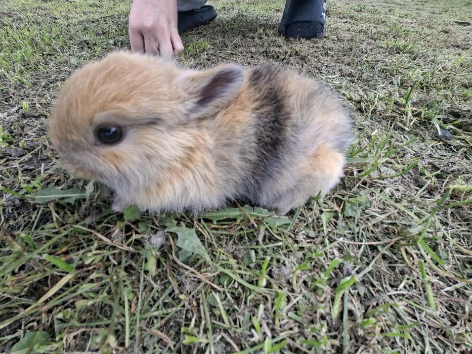 Sprzedam 4 króliki miniaturki