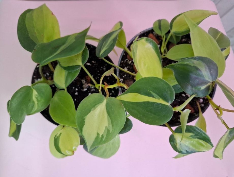 Філодендрон бразіл