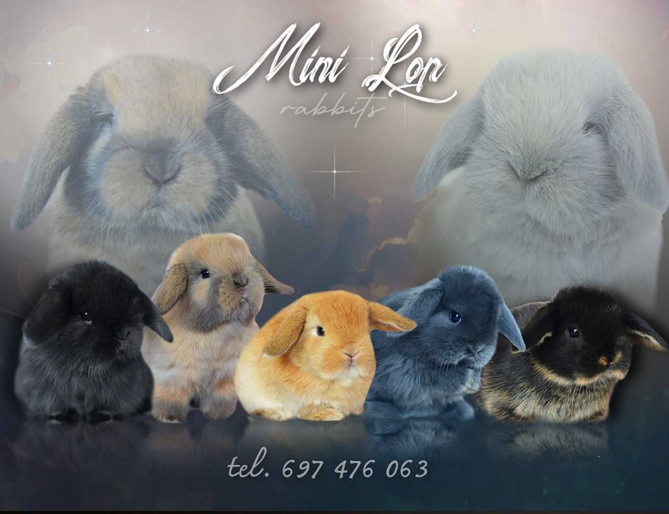 królik  baranek mini lop