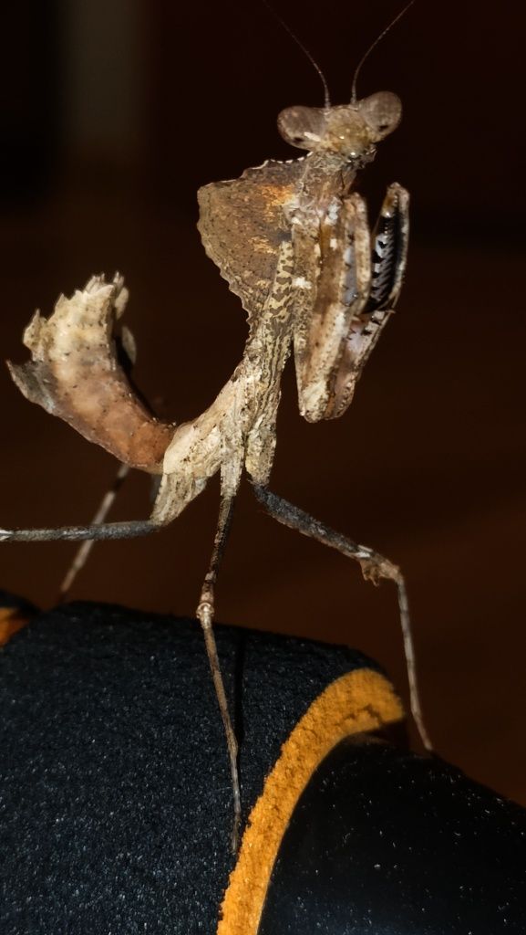Modliszka Deroplatys desiccata