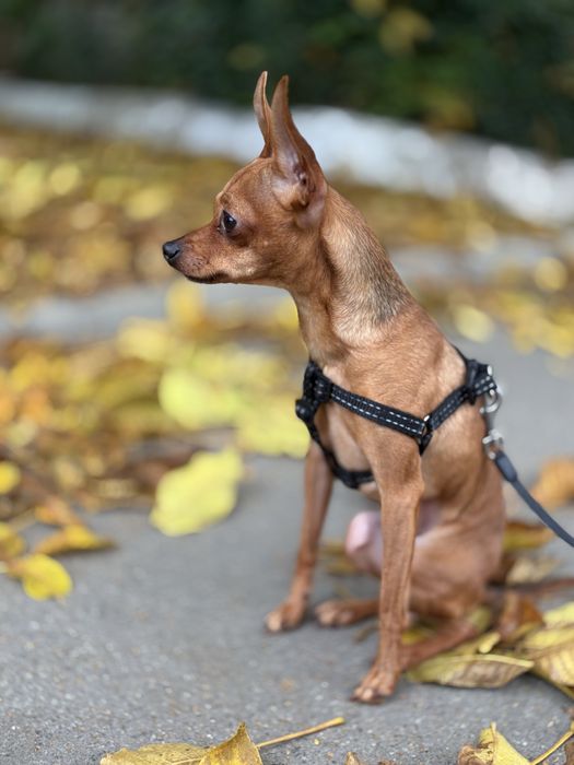 Той терьʼєр 2 роки хлопчик