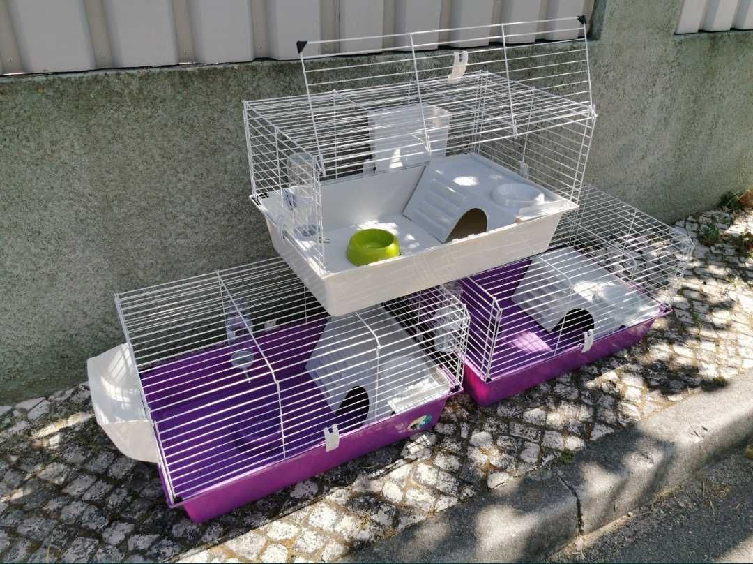 KIT Coelhos anões orelhudos, mini lop lindíssimos e super inteligentes