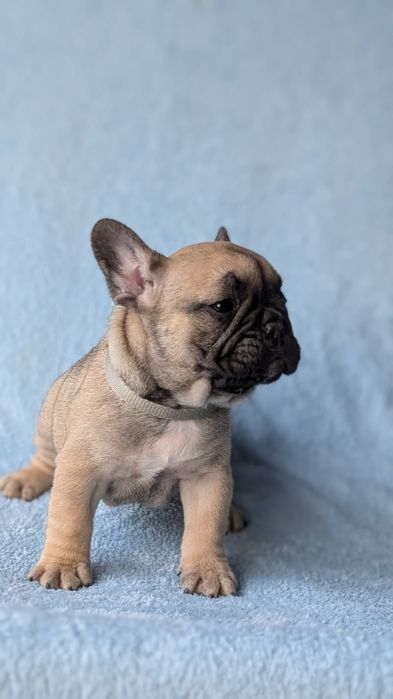 Дівчинка французька.