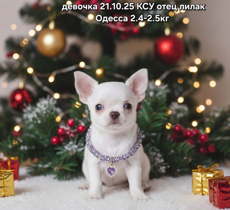 Обворожительная казявка КСУ