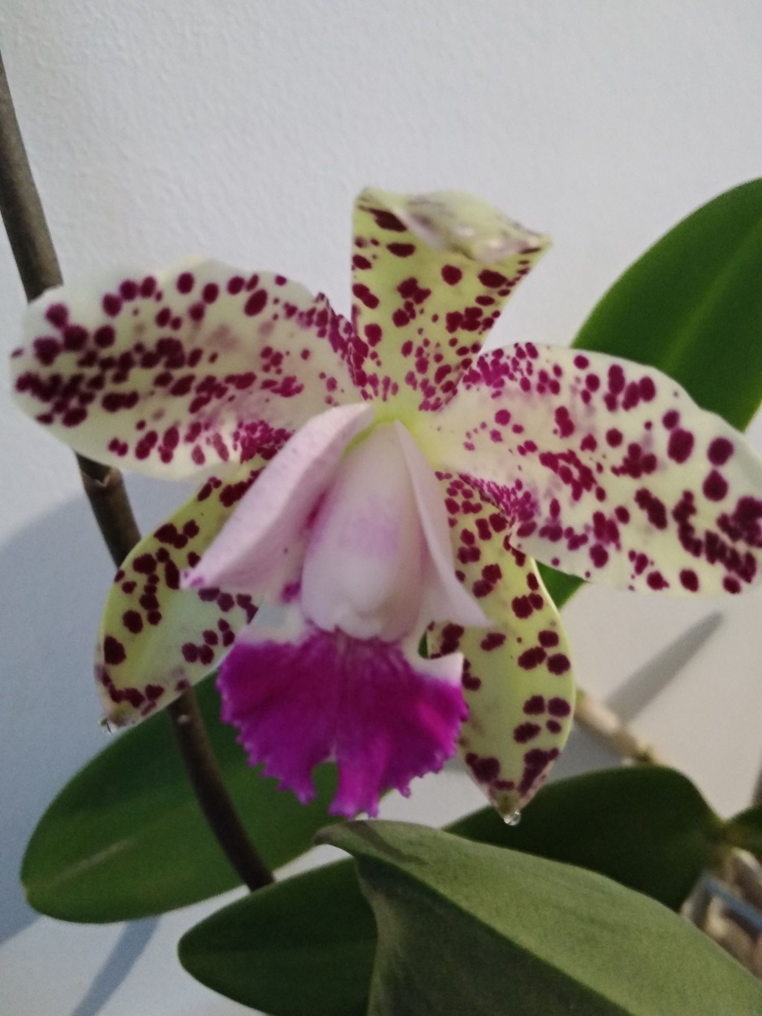 Орхідея орхидея катлея Green Emerald доросла 7 бульб