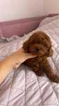 Pudel toy red brown chinskie pochodzenie
