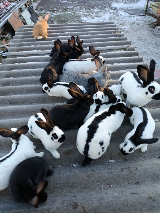 Продам кролі різного віку.