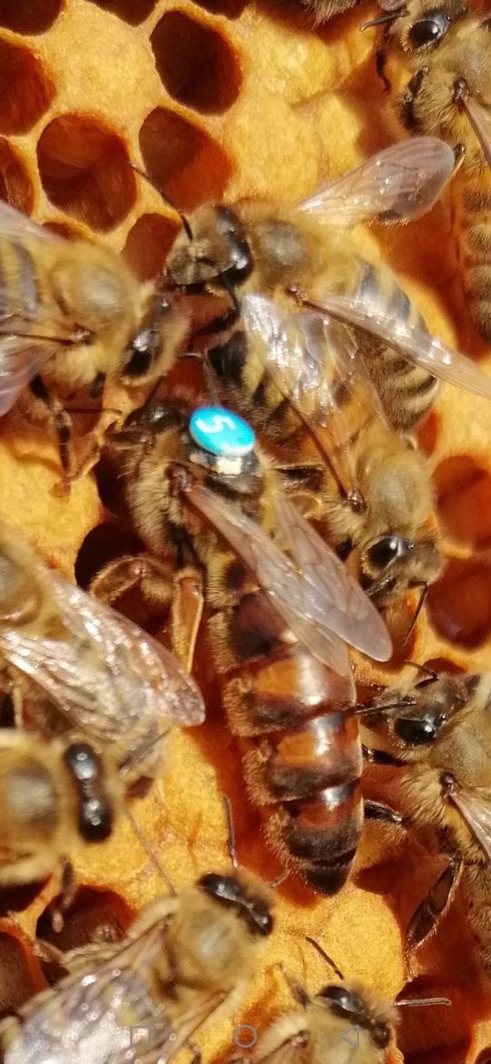 Matki pszczele krainka i Buckfast, odkłady, rodziny pszczele