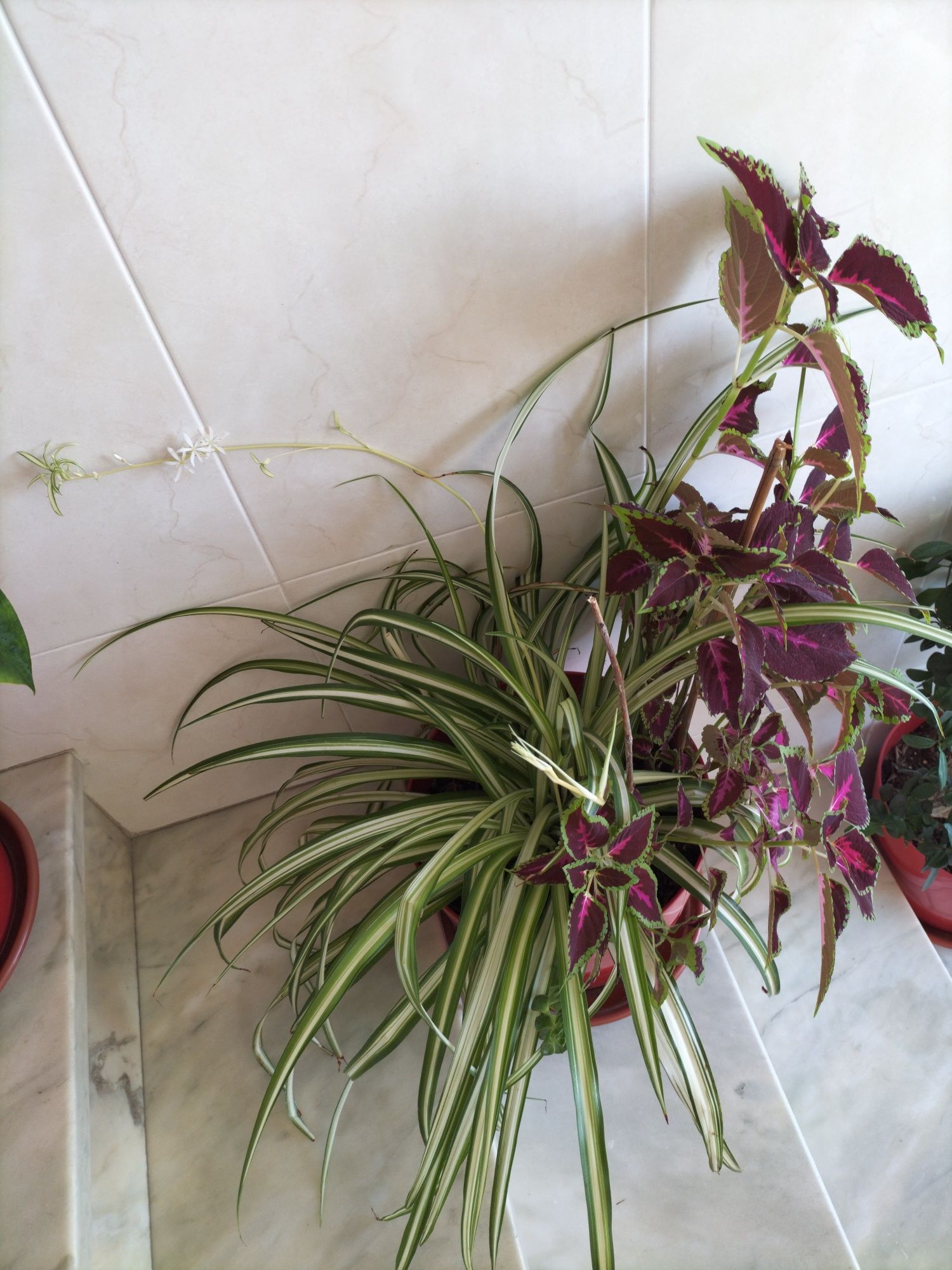 Plantas muito bonitas e viçosas