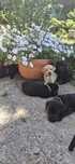 Czarna suczka Labrador Retriever  z rodowodem
