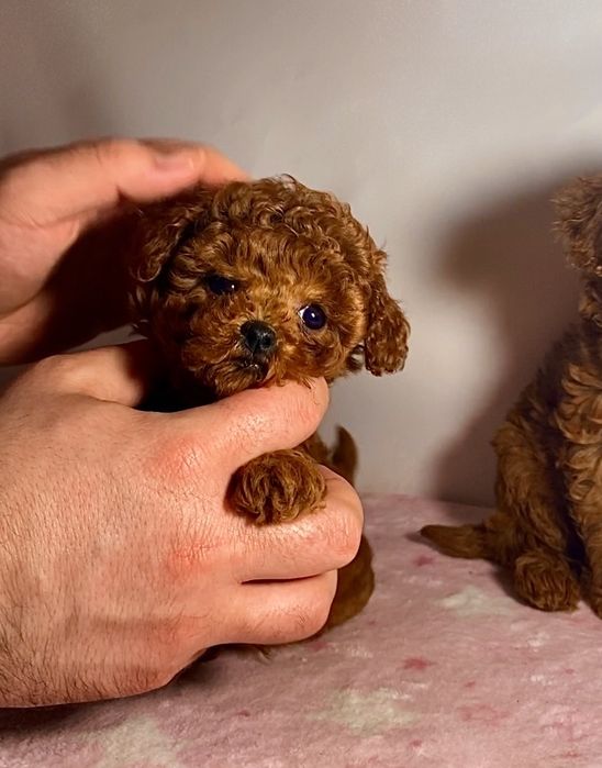 Очаровательно красивые мишки супер мини мальтипу/той пудель тикап Кита