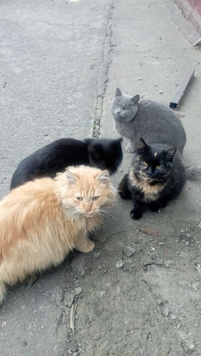 Отдам бесплатно котят, по 6 месяцев. Два мальчика и две девочки